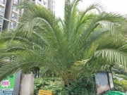 金阳世纪城龙城庄园