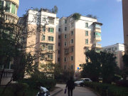 乐街小区银杏园